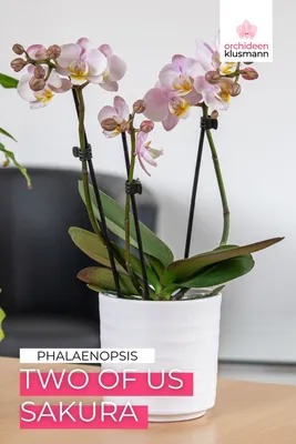 Орхидея фаленопсис купить с доставкой
