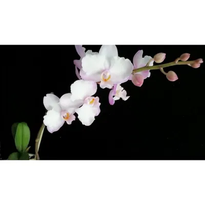 Phalaenopsis Moth Kind Sakura Variety Floral Stockfoto 1492109558 |  Shutterstock