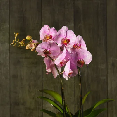 Цветущая Sakura KF 4N/ Фаленопсис в цвету - YouTube
