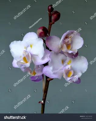Орхідея фаленопсис Pampered Sakura: 365 грн. - Кімнатні рослини Київ на Olx