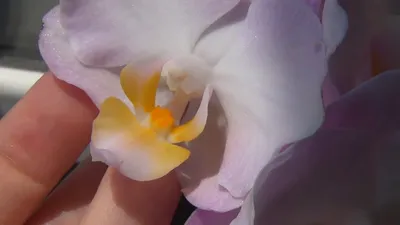Phal. Liu s Sakura KF#4 | Passiflora.ru - Сервис коллективных заказов