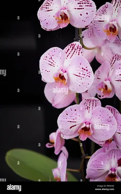 Phalaenopsis - Lady Sakura at Tatton park Flower Show 2018 Stock Photo -  Alamy