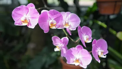 https://orchideen-klusmann.de/products/table-dance-sakura-zartrosa