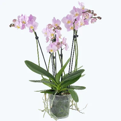 Мини Орхидея Фаленопсис