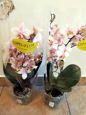 Выставка «Планета Орхидей»