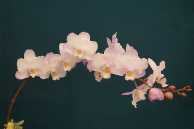 Phalaenopsis KS Big Sakura