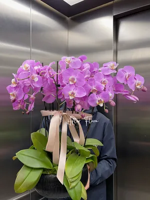 Купить орхидею бабочка Лепестки сакуры ⚡ Phalaenopsis Sakura petals  ⚡Растения с доставкой по всей Украине 2022