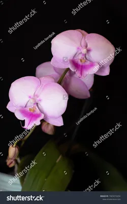 Phalaenopsis or Moth Kind Sakura Variety. Floral Design Element for Cards  Invitations Posters Stock Image - Image of stem, romantic: 208934235