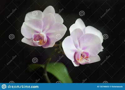 Подросток орхидеи Phal. Liu's Sakura 'KF#4' Подросток 2, 5 / люьис сакура  Flower size : 5.5cm, цена 335 грн — Prom.ua (ID#1490153346)