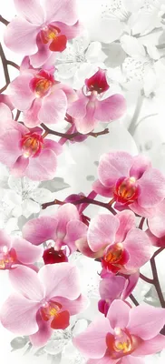 Phalaenopsis(P. Ho's Little Schileri 'Sakura' x P. Pinlong… | Flickr