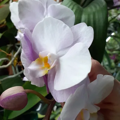 Orchid Phalaenopsis Sogo Sakura