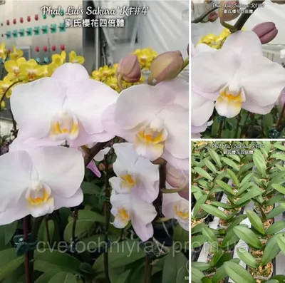 デンファレ Den. Phalaenopsis Sakura – Flower and Garden in Japan and more…
