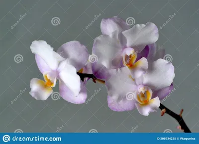 Орхидея фаленопсис бабочка Льюис Сакура KF под зак купить в Москве | Товары  для дома и дачи | Авито