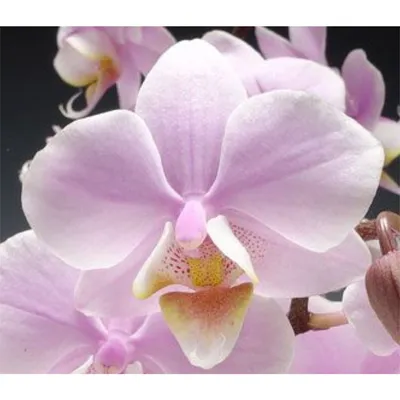 Весы напольные Sakura SA-5072F электронные, орхидеи, до 150 кг за 769 ₽  купить в интернет-магазине KazanExpress