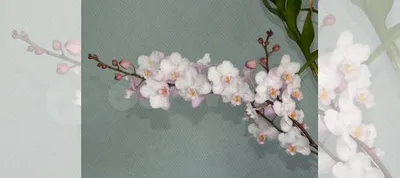 Phalaenopsis Lius Sakura 'KF'