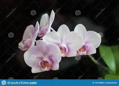 Орхидея Phalaenopsis Liu's Sakura KF купить в Москве | Товары для дома и  дачи | Авито