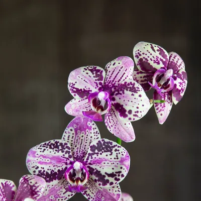 Купить орхидею в интернет-магазине