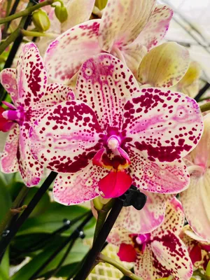 Phalaenopsis Frontera - Giulio Celandroni Orchidee