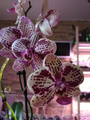 Орхидеи Фаленопсис. Уход и размножение. | Цветочная Рапсодия | Дзен
