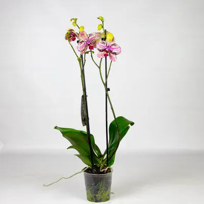 Орхидея Фаленопсис Фронтера купить