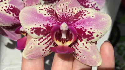 Пышное цветение орхидеи фаленопсис Фронтера Frontera. Первое домашнее  цветение. - YouTube