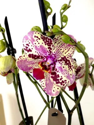 Phalaenopsis Frontera — SKY and Orhid