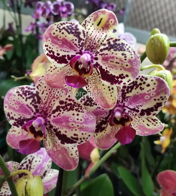 Орхидея Phalaenopsis Frontera (отцвёл)