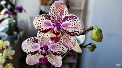 ФРОНТЕРА Фаленопсис Anthura FRONTERA! Как из одной орхидеи получить две  цветущие! Уход за орхидеей! - YouTube