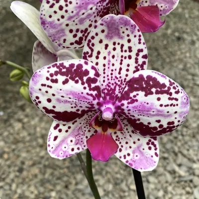 Orhidee Phalaenopsis Anthura Frontera