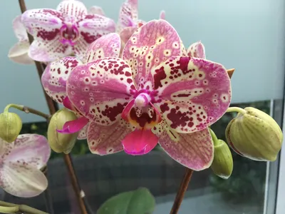 Noni Sturge on Twitter: \"Friday's orchid from me to you. Isn't she  gorgeous? 💕 Lots of smiles 🌸 #Phalaenopsis #orchids #flowers #gardening  https://t.co/fgSL4Mgw83\" / Twitter