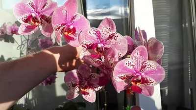 Моя орхидея Фронтера - YouTube