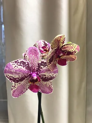 Frontera phalaenopsis orchid | Orchids, Phalaenopsis orchid, Phalaenopsis