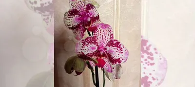 Орхидея фаленопсис Фронтера купить в Балашихе | Товары для дома и дачи |  Авито