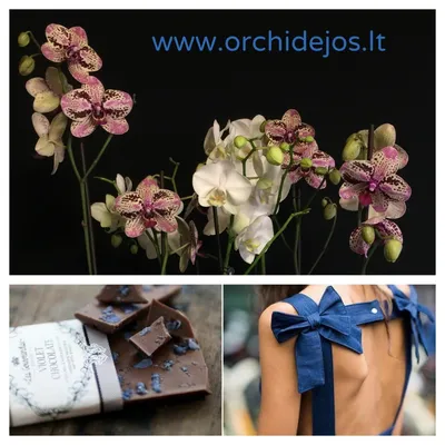 Phalaenopsis Frontera - Orchids, orchid care substrates, Orchidarium