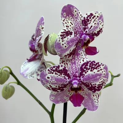 Комнатное растение Орхидея фаленопсис, Живые растения в Уфе, купить по цене  1698 руб, Горшечные в Дом Букетов на Златоустовская 20 с доставкой | Flowwow