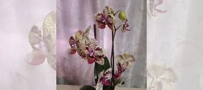 Орхидея фаленопсис Фронтера купить в Ростове-на-Дону | Товары для дома и  дачи | Авито