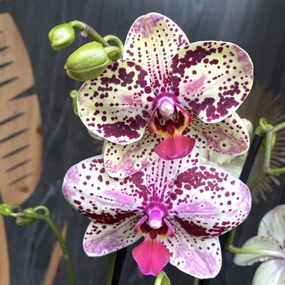 Orchid Phalaenopsis Anthura Frontera