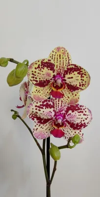 Орхидея Фаленопсис Frontera - Орхидеи
