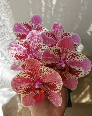 🌹KSENIYA🌹 on Instagram: “Phal. Frontera 🐆 Первое домашнее цветение,  полный роспуск на скромных 5 цветочков 🥰 Как же долго я ее искал… |  Orchids, Flowers, Floral