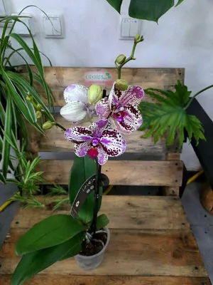 Орхидея Frontera, цена 450 000 сум от ORCHIDSale, купить в Ташкенте,  Узбекистан - фото и отзывы на Glotr.uz