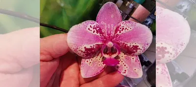 Орхидея фаленопсис Фронтера купить в Воронеже | Товары для дома и дачи |  Авито
