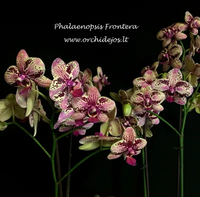 Phalaenopsis Frontera - Orchids, orchid care substrates, Orchidarium