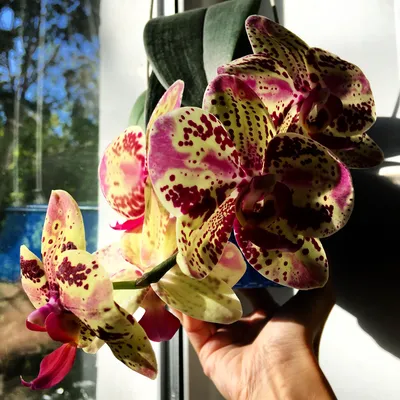 Phalaenopsis 'Frontera' | Orchids, Phalaenopsis, Plants