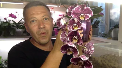 у орхидеи 3 лица и 5 цветоносов за 1,5 года - YouTube
