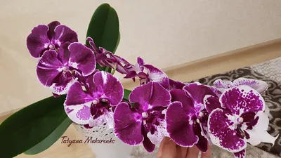 Орхидея фаленопсис шоколад биг лип | Цветение Орхидеи| Orchid big lip |  Orchids - YouTube