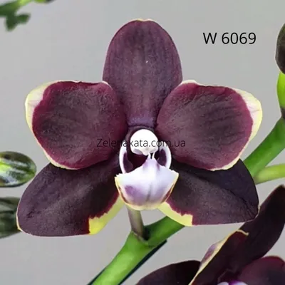 Купить орхидею Черный шоколад ⚡ Phalaenopsis Black chocolate ⚡Растения с  доставкой по всей Украине 2021
