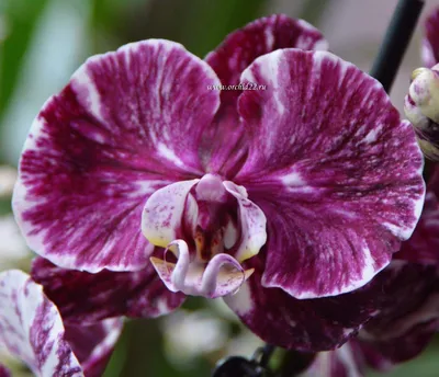 Орхидея Phalaenopsis Chocolate