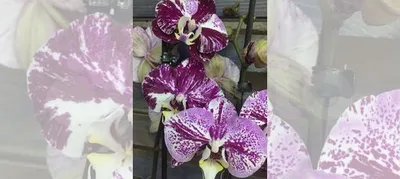 Орхидея фаленопсис а-ля Шоколад купить в Москве | Товары для дома и дачи |  Авито