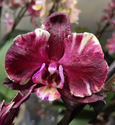 Орхидея Phalaenopsis