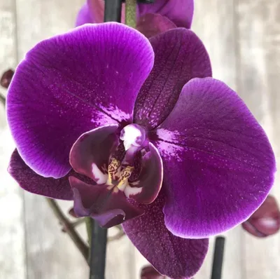 Купить орхидею фаленопсис фиолетовая поштучно в Москве | 1 шт. – 599 г. руб.